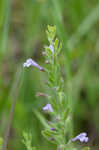 Drummond's false pennyroyal